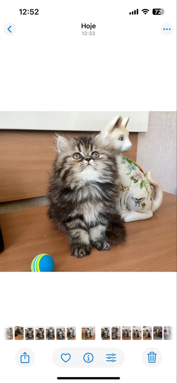 Gatinhas Persas - Foto 4