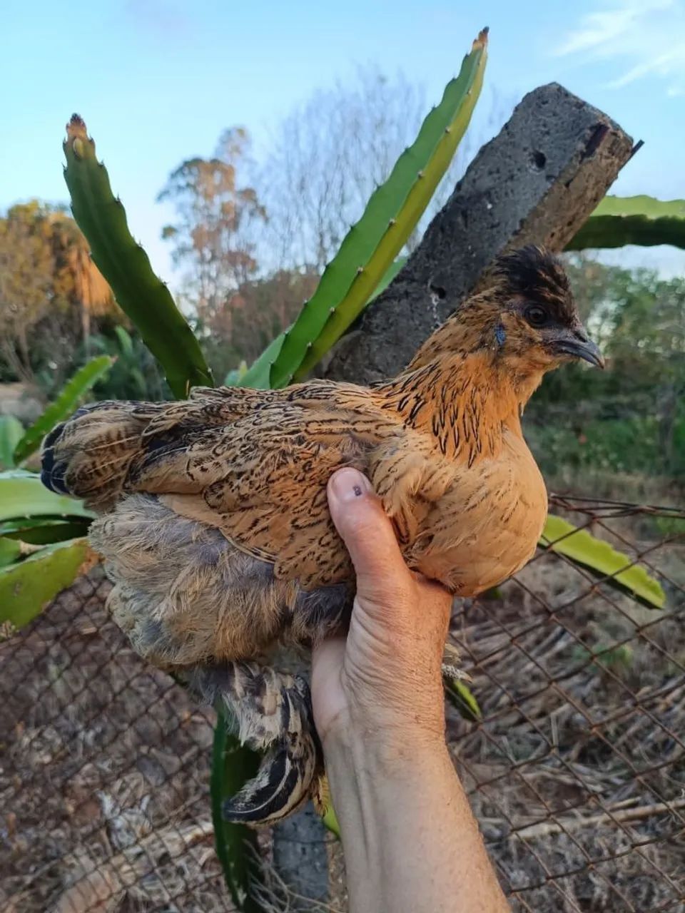 Garnisé, frango e galo - Foto 2