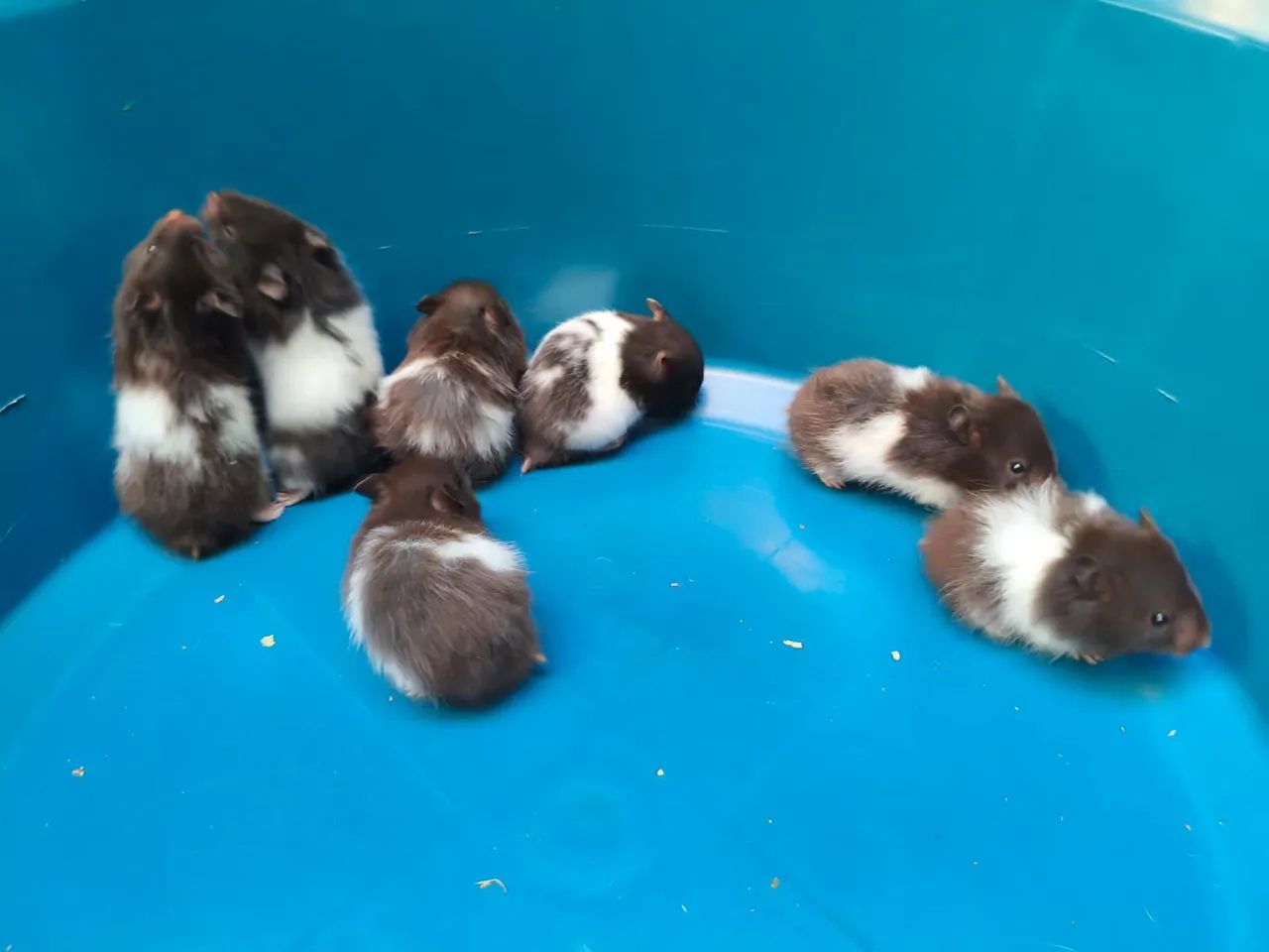 Hamster Sírio 