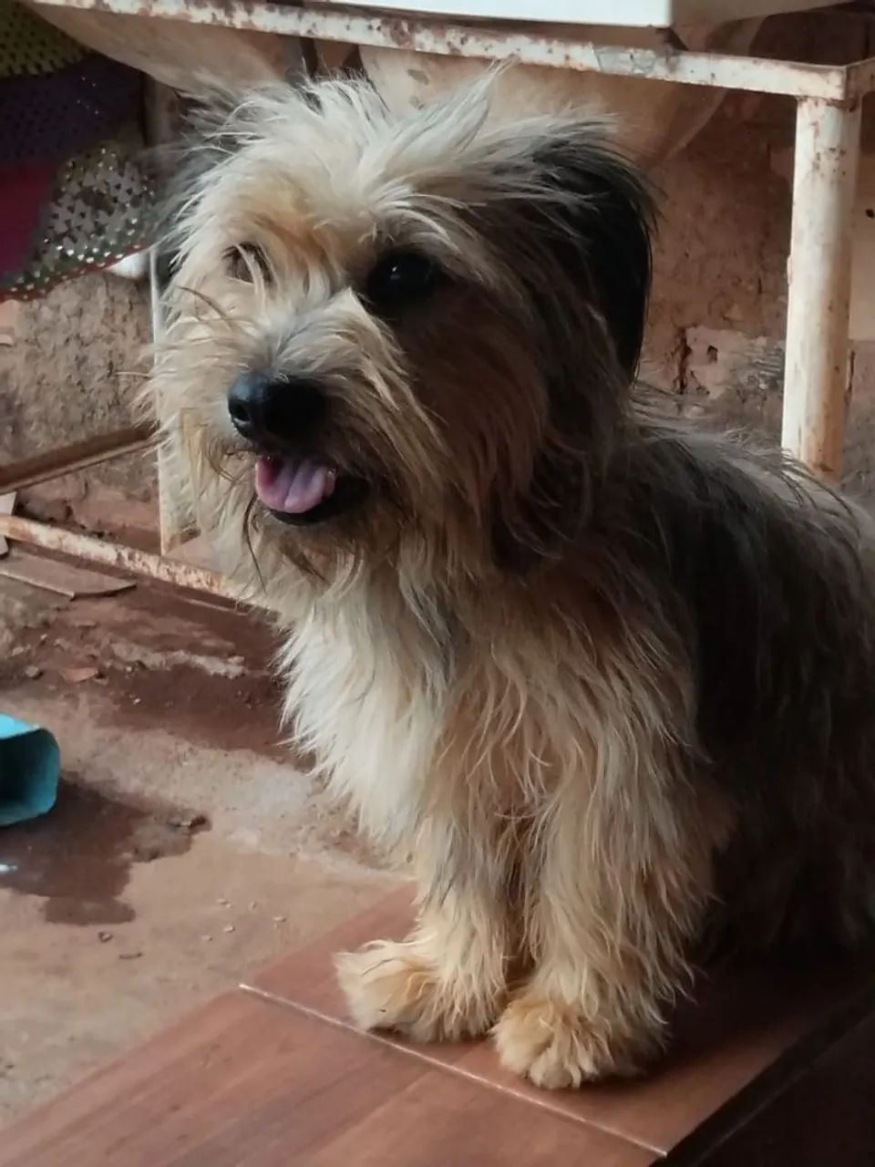 Adoção Responsável  - Foto 2