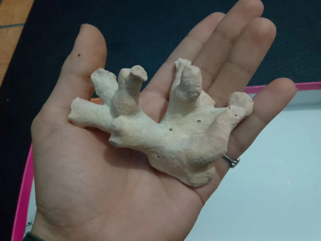 Lot de esqueletos de corais - Foto 5