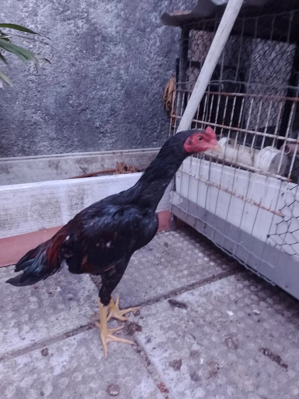 Frango de raça - Foto 4