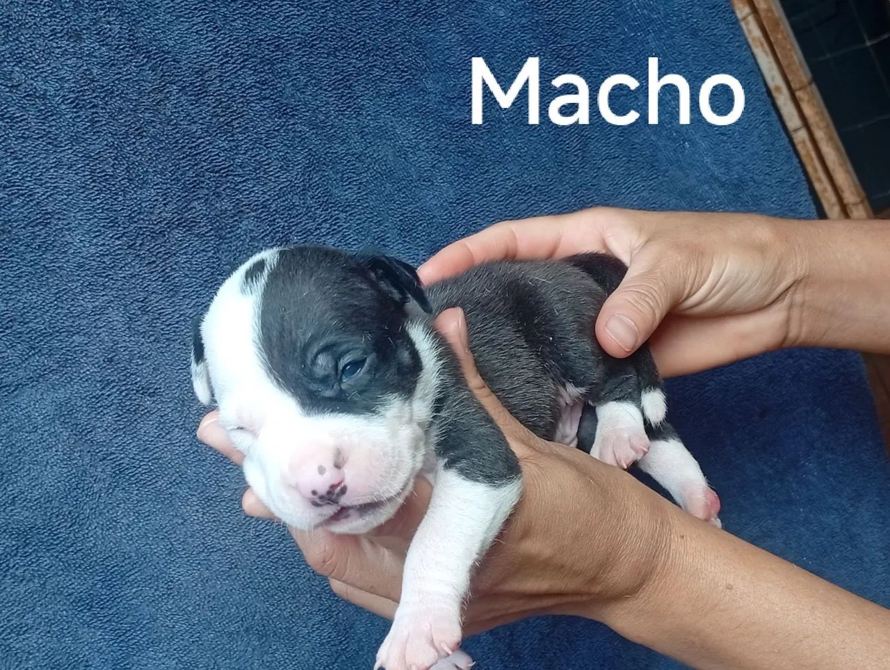 American bully Com Pitbull