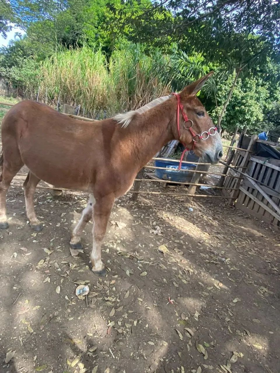 Burro manso