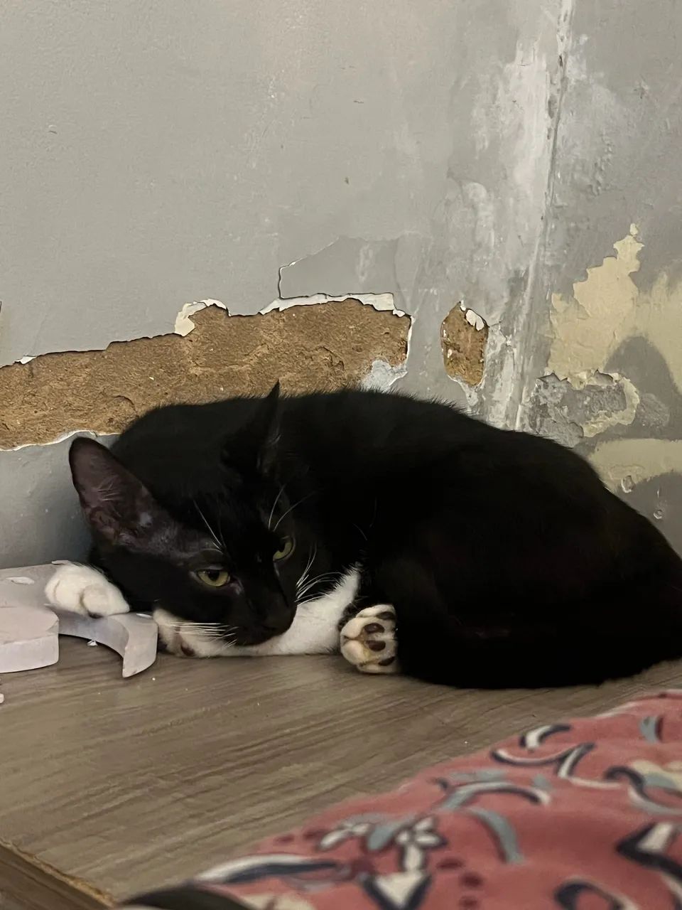 Gatinhos pra adoção responsável  - Foto 5