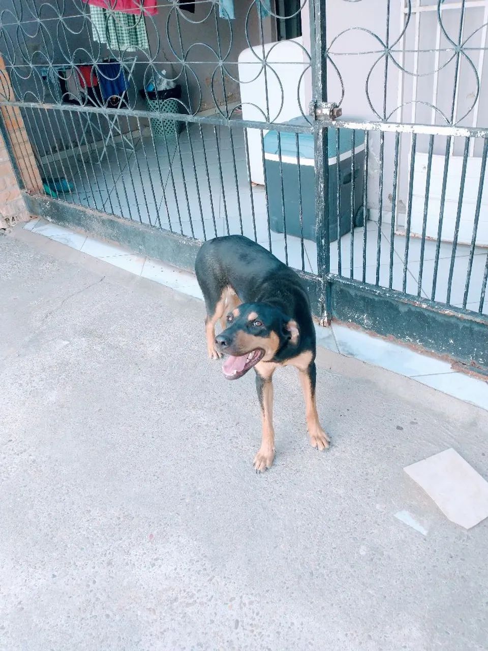 Doação  - Foto 2