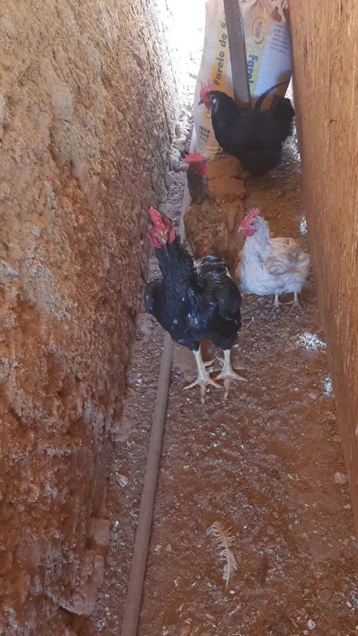 Ovo Galado  - Foto 2