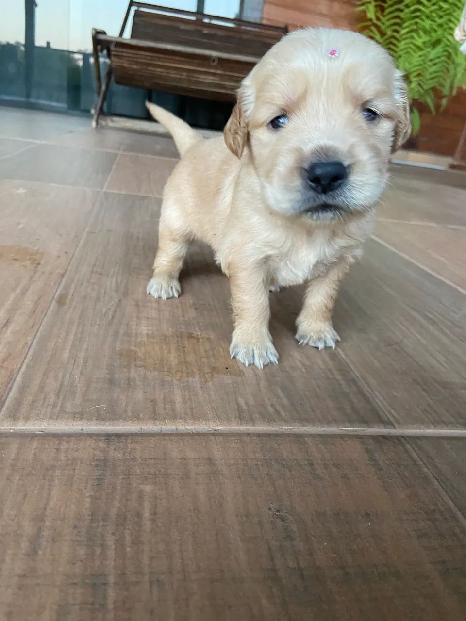 Golden  - Foto 5