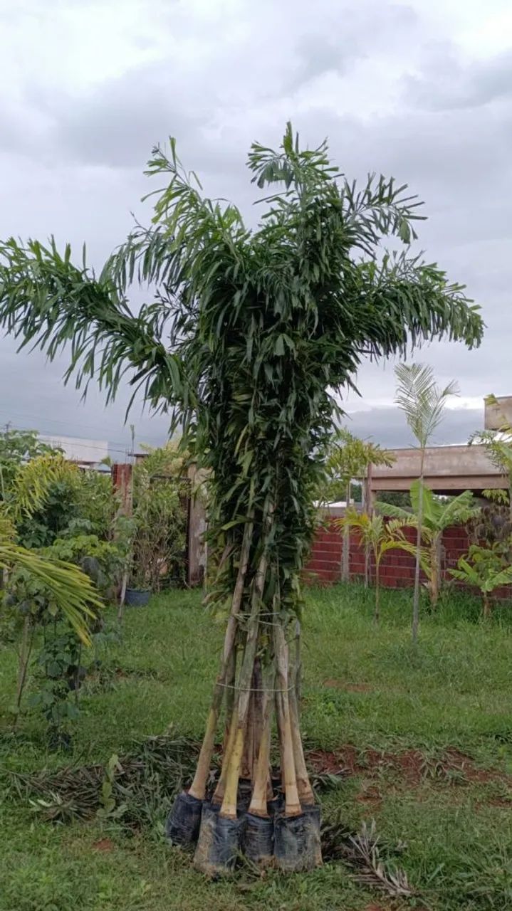 Promoção Palmeira à venda - Foto 3