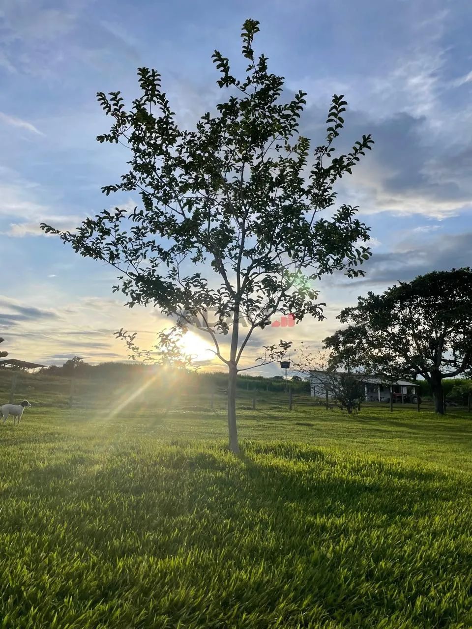 Fazenda em Guapó-GO - Foto 2
