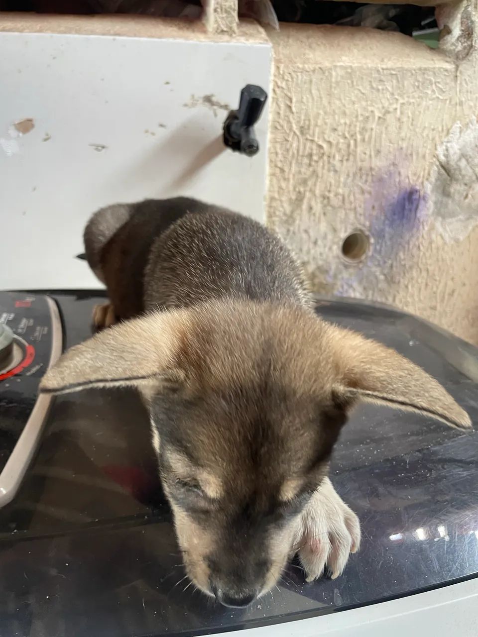 Doação  - Foto 5