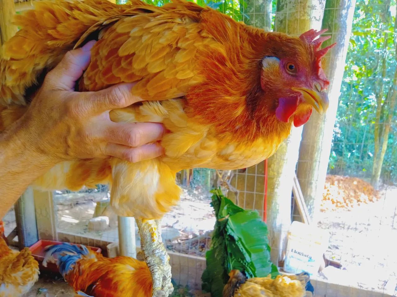 Desapego galinheiro 