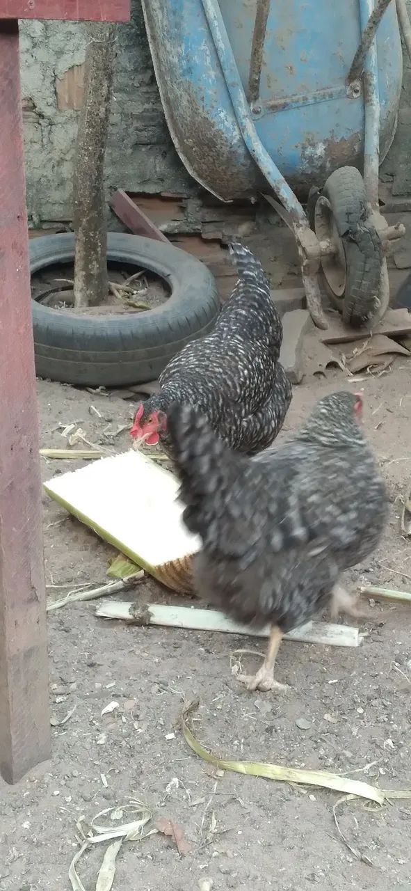 Galinha tipo caipira  - Foto 3