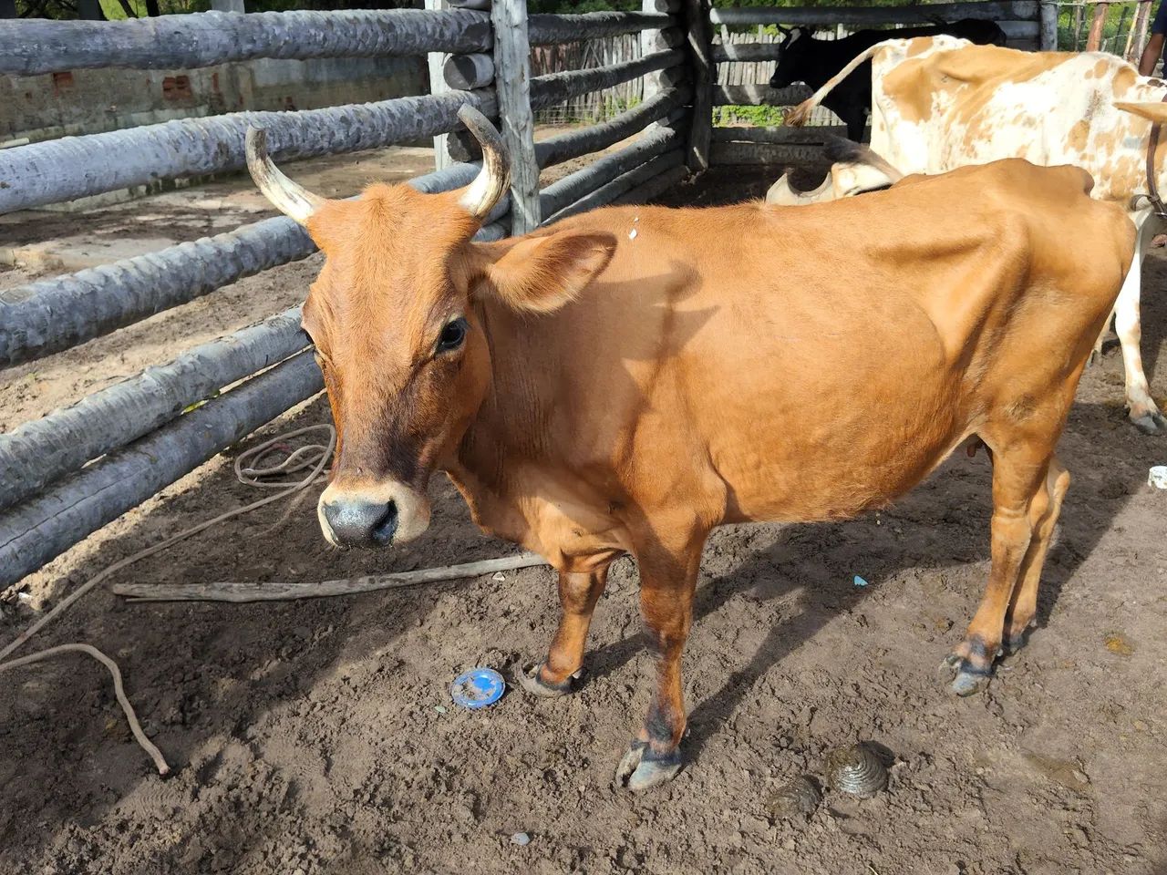 Vendo mini Toro e mini vacas  - Foto 5