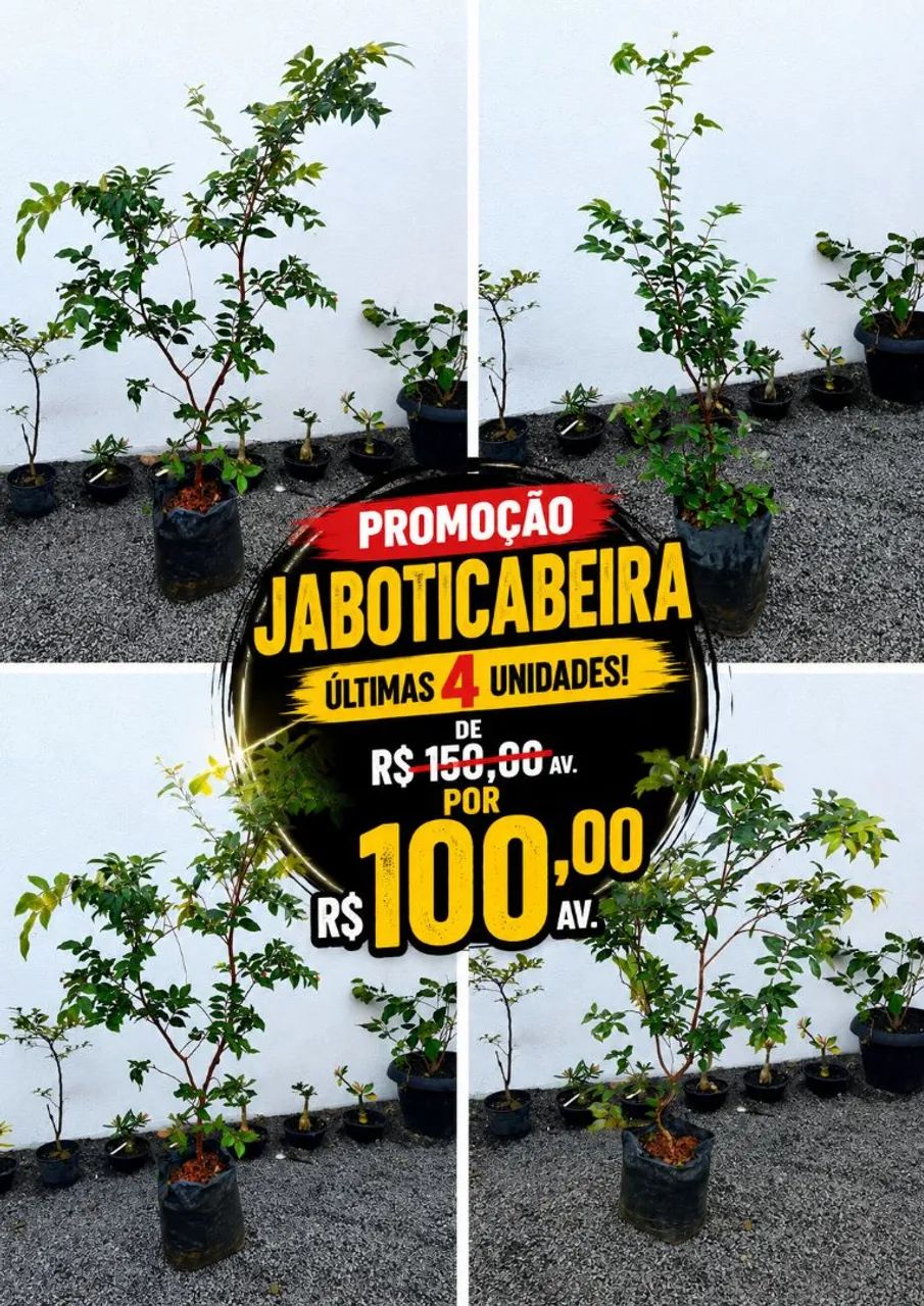 Jaboticaba híbrida já produzindo 