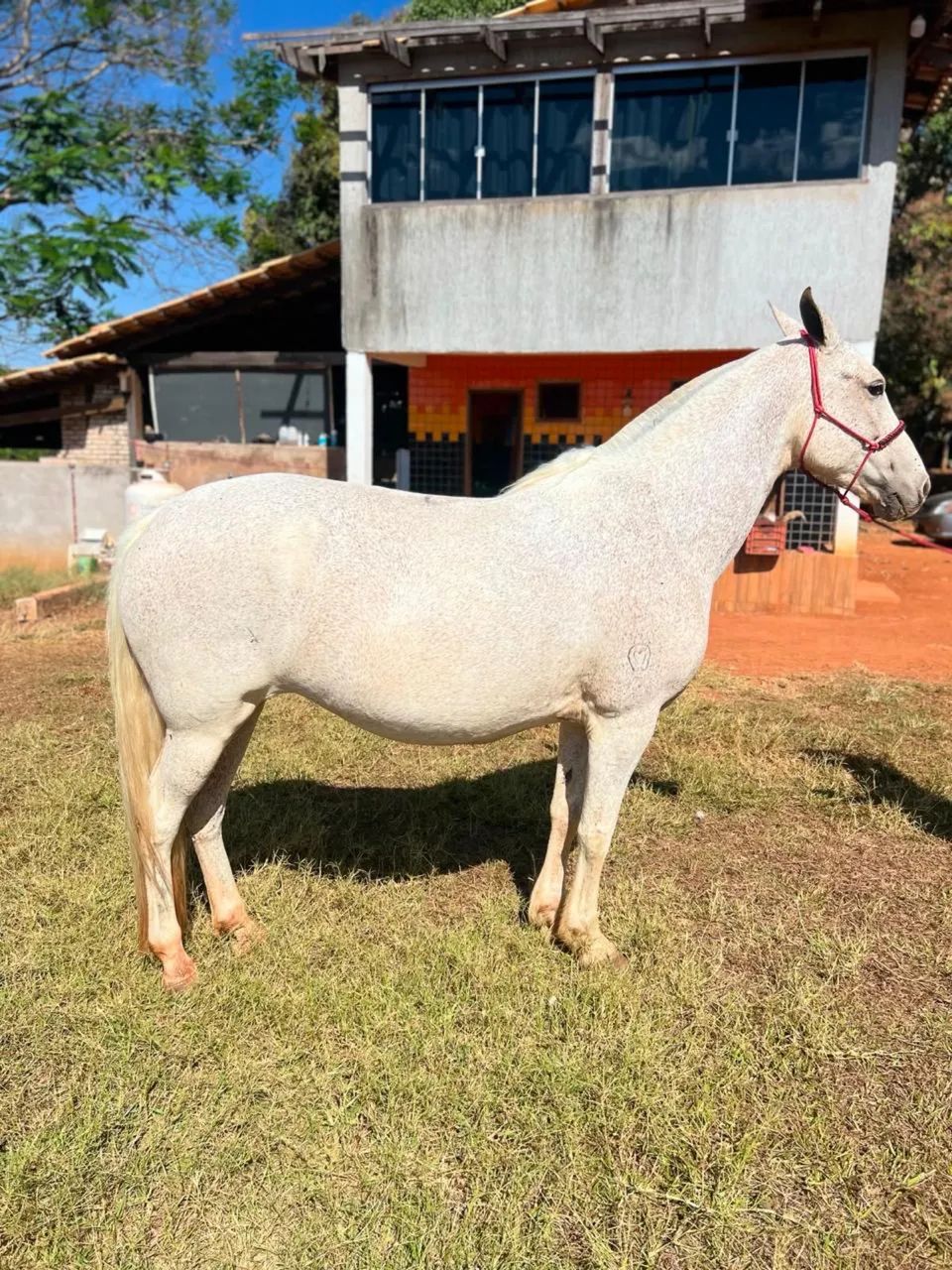Égua mangalarga