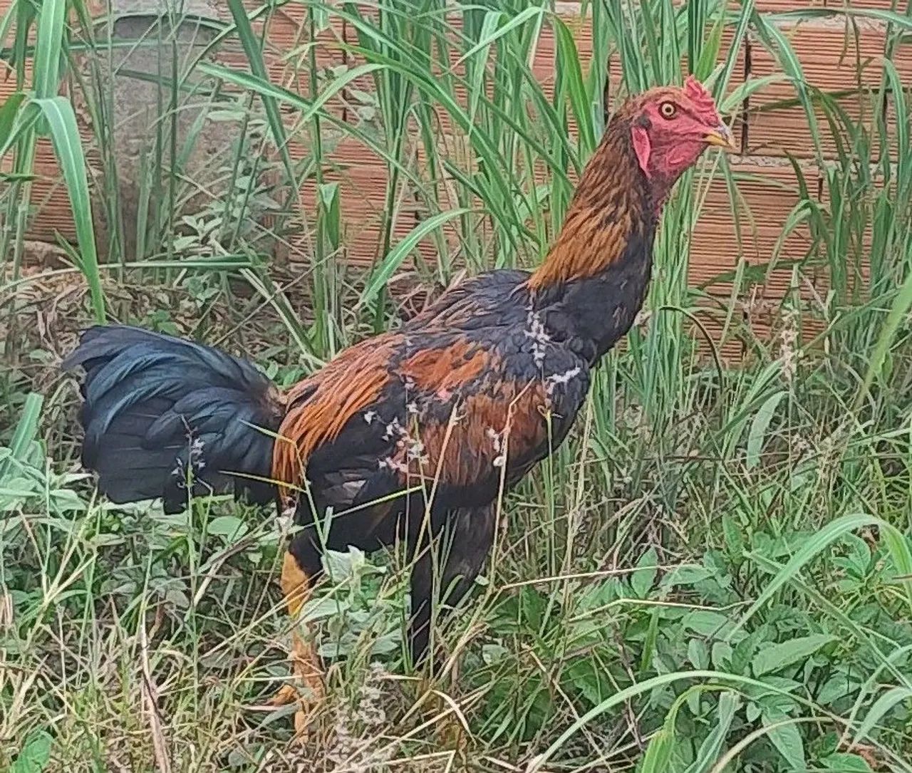 Galo índio  - Foto 3