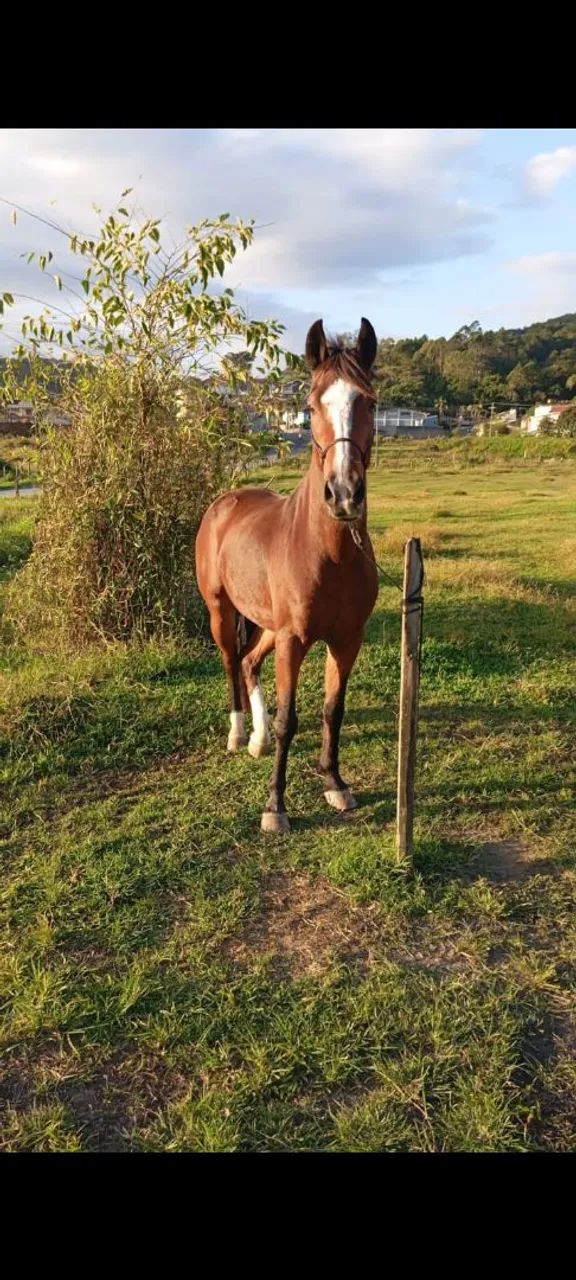 Cavalo mangalarga 