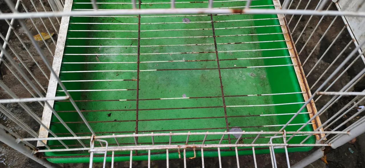 Gaiola - Foto 3