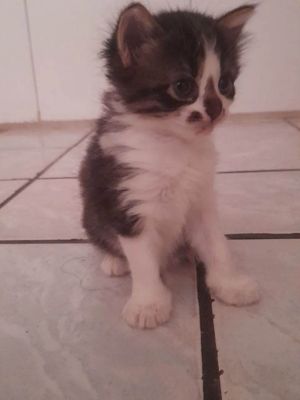 Adoção Responsável - Gata Fêmea Com 1 Mês  - Foto 3