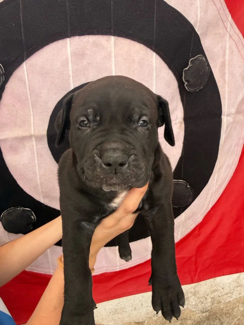 Elite pit monster  - Foto 4