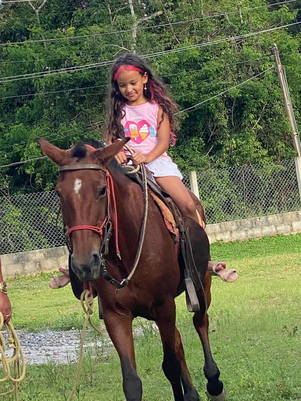 Vendo cavalo - Foto 3