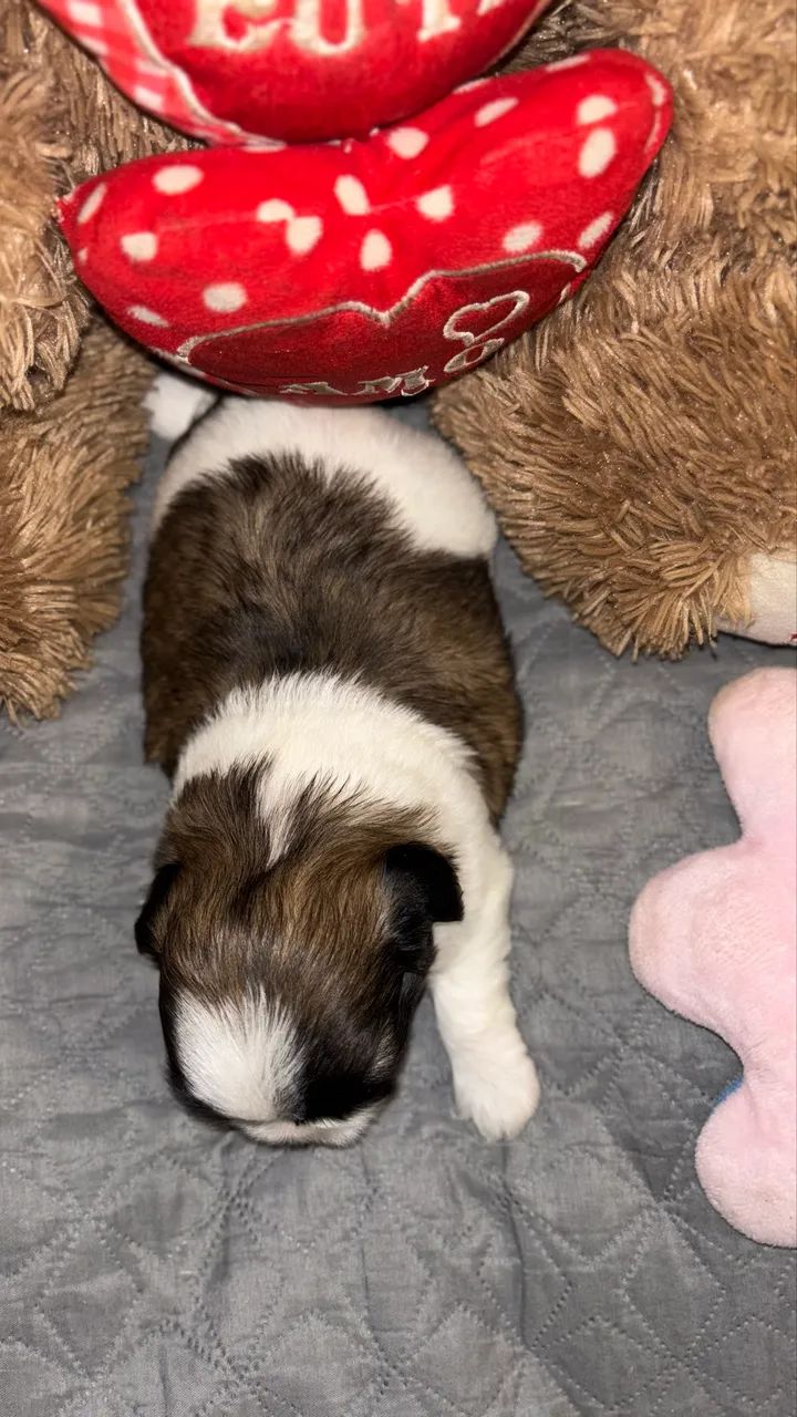 Shihtzu fêmea  - Foto 3