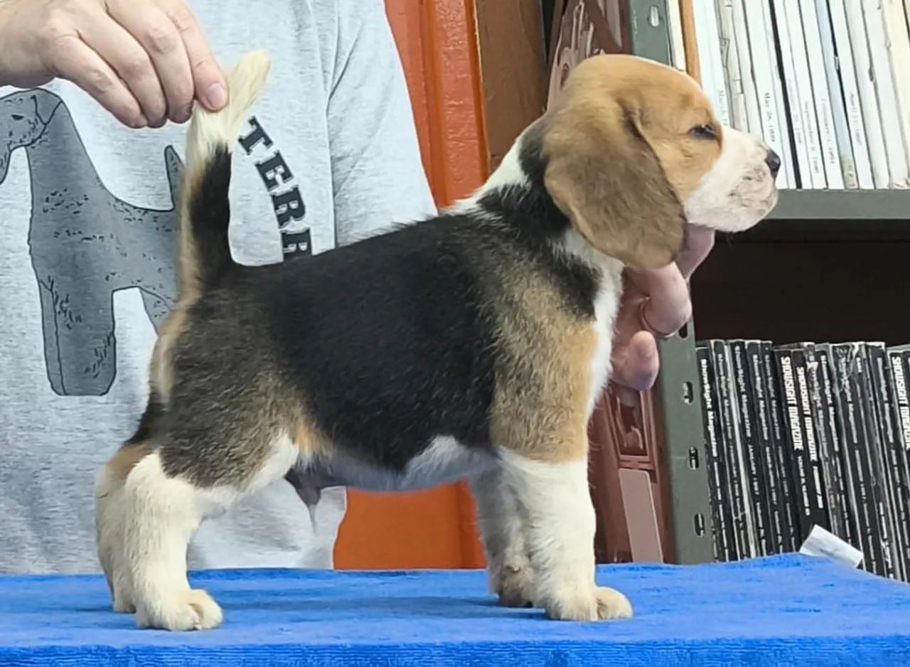 Beagle 