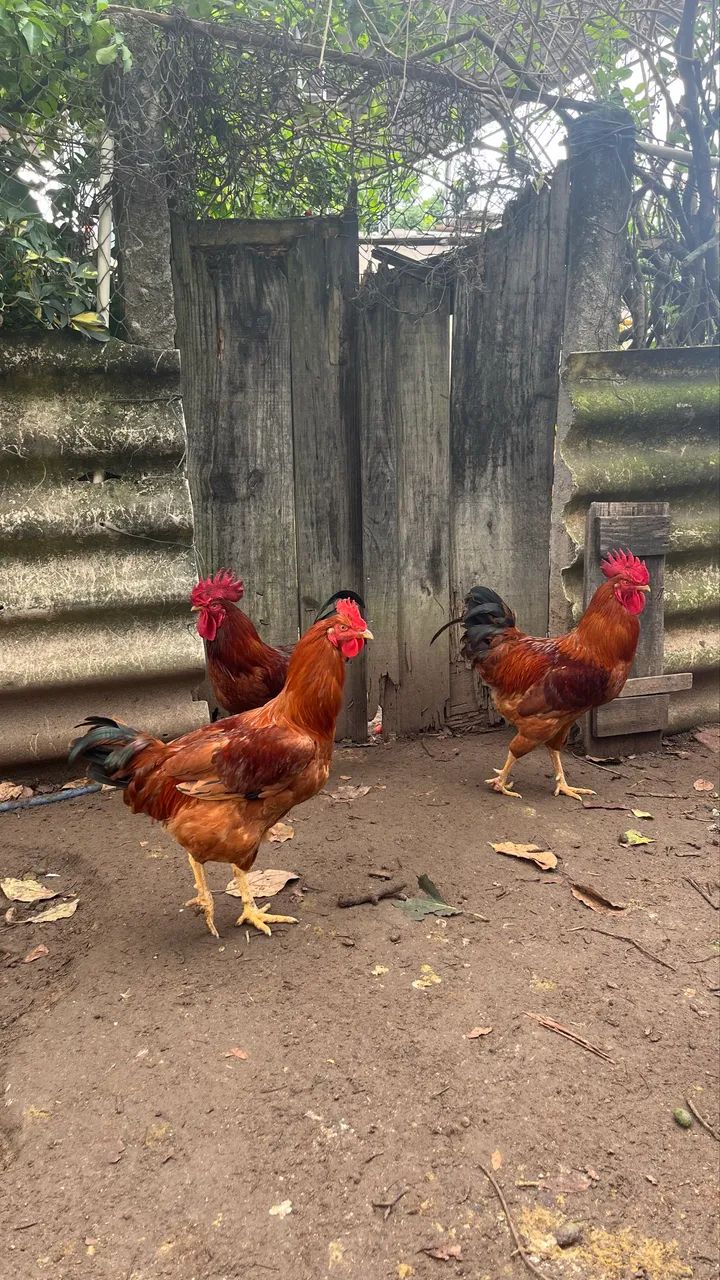 Galos Rhode Island Red 