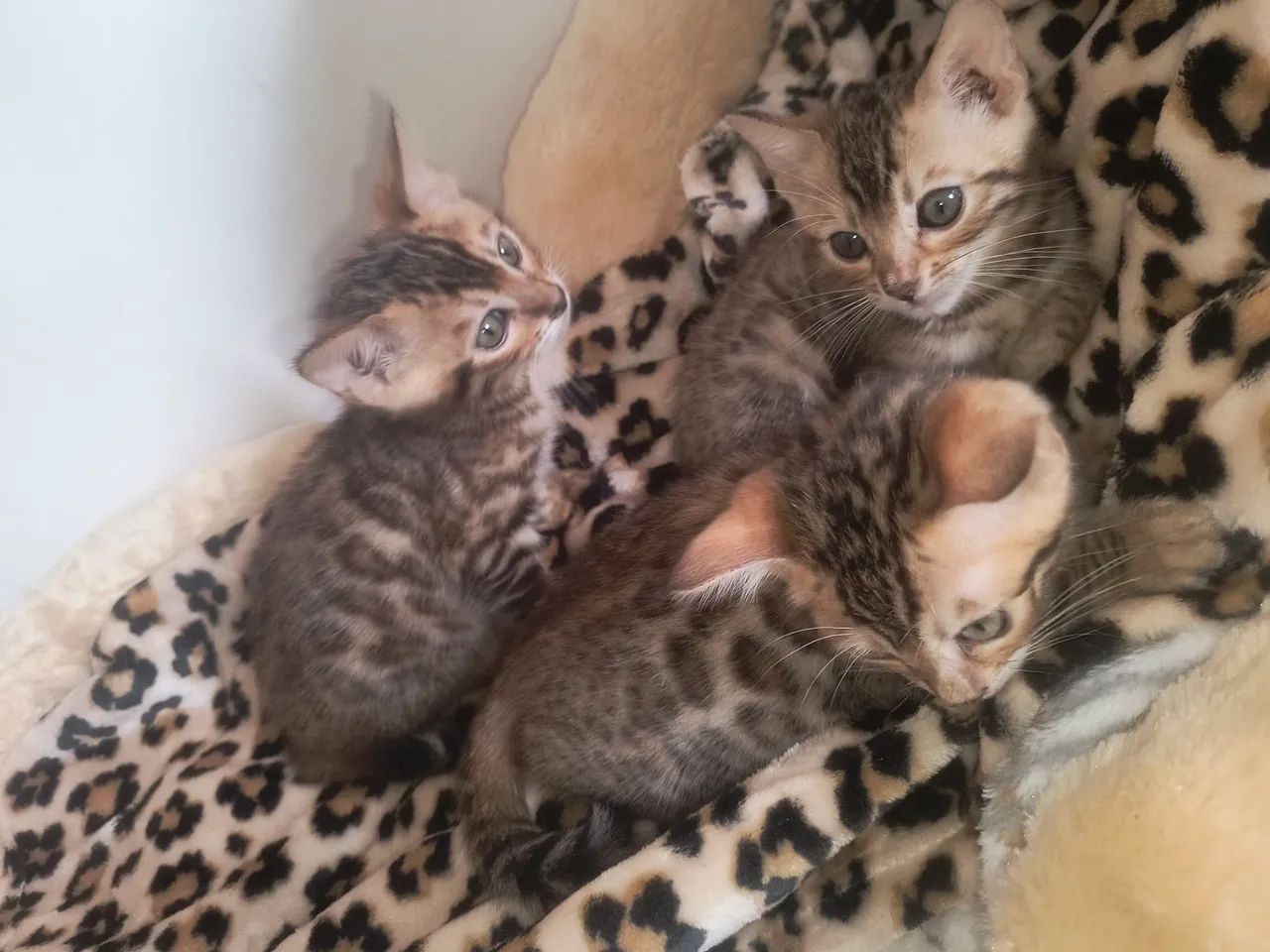 Bengal legítimo com PEDIGREE  - Foto 3