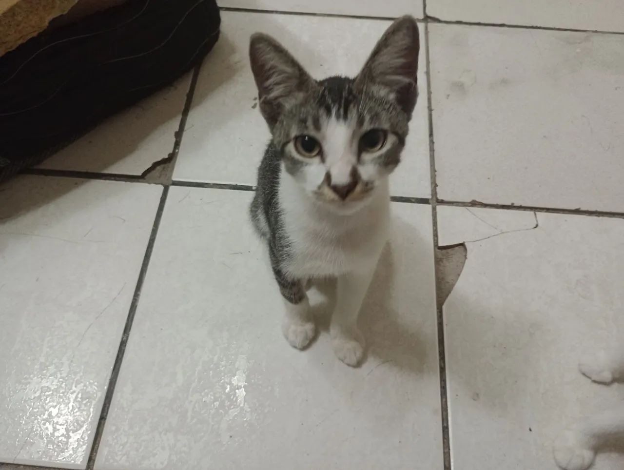 Gatinho Leelo - Foto 5