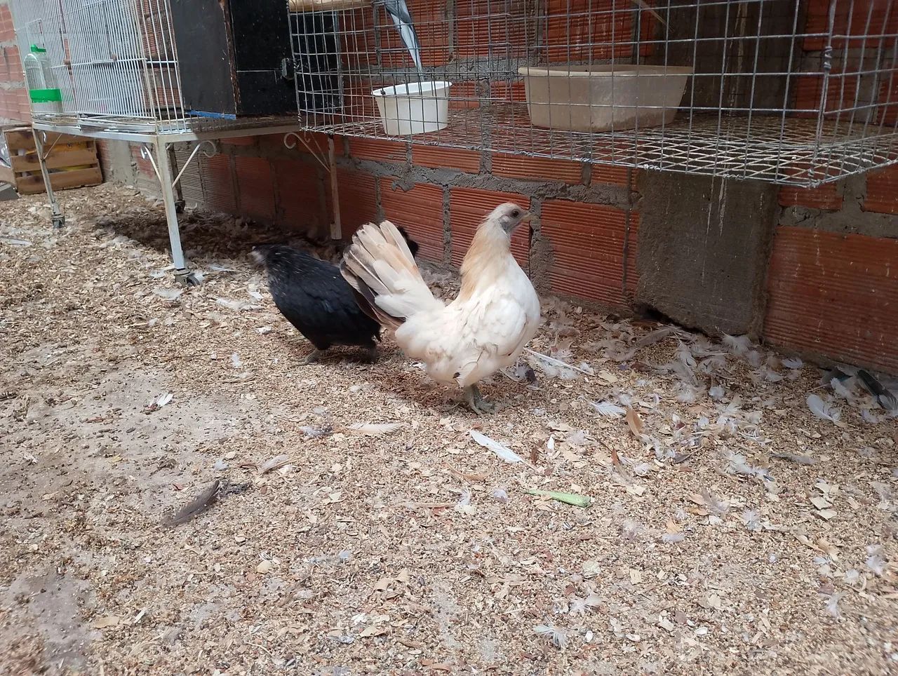 Serama o menor galo do mundo - Foto 5