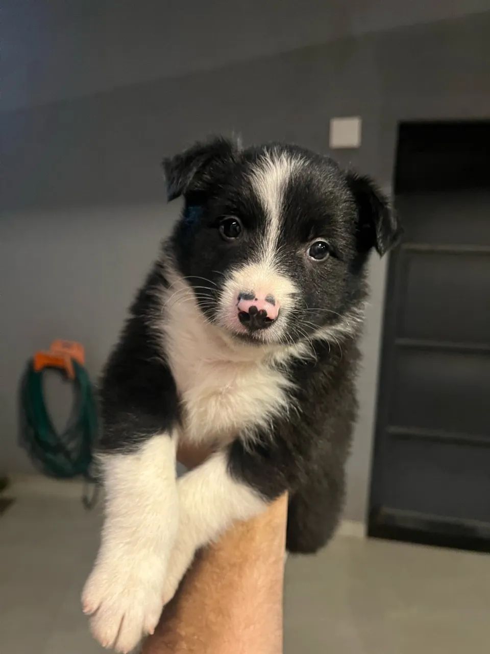 Border collie  - Foto 2