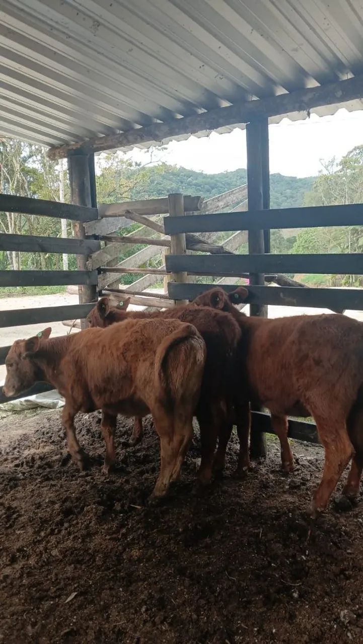 Novilhas red - Foto 2