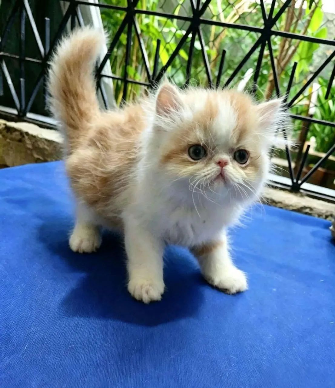 Persa lindos e fofos  - Foto 4