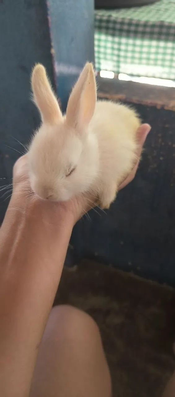 Coelhos a venda  - Foto 6