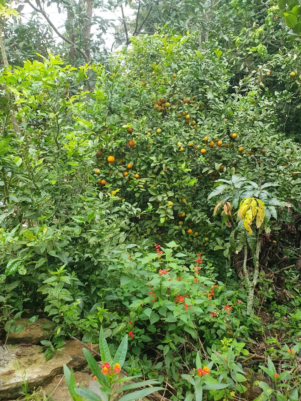 Chacara no Jaceguava - SP - Foto 3
