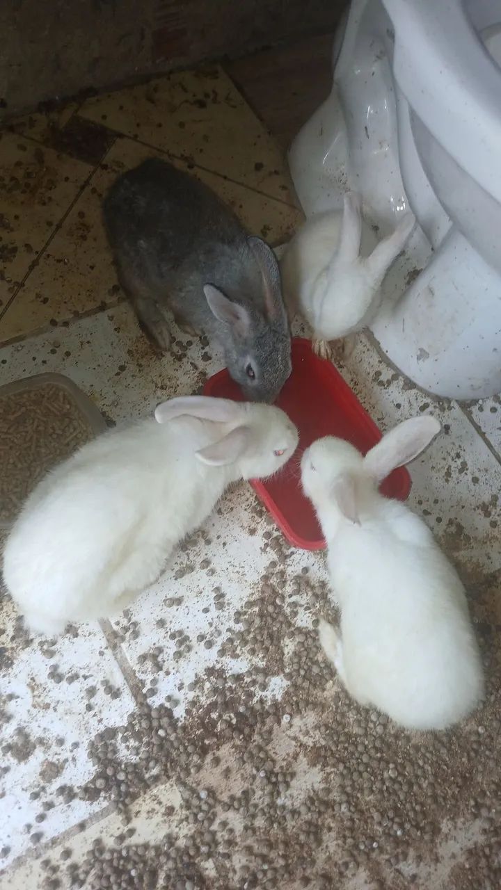 Vendo Coelho ? 