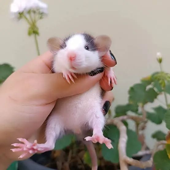 Rato Twister filhotes 