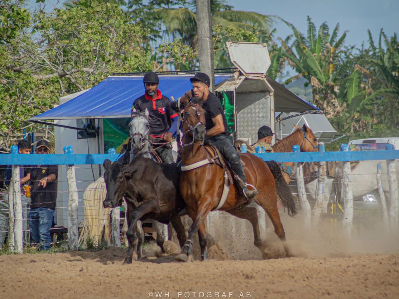 Cavalo de vaquejada  - Foto 2