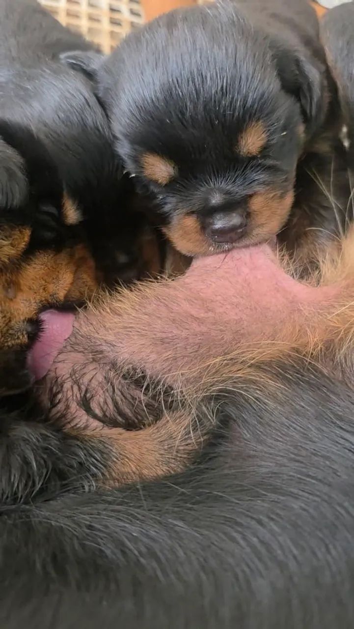 Filhotes Rottweiler  - Foto 2
