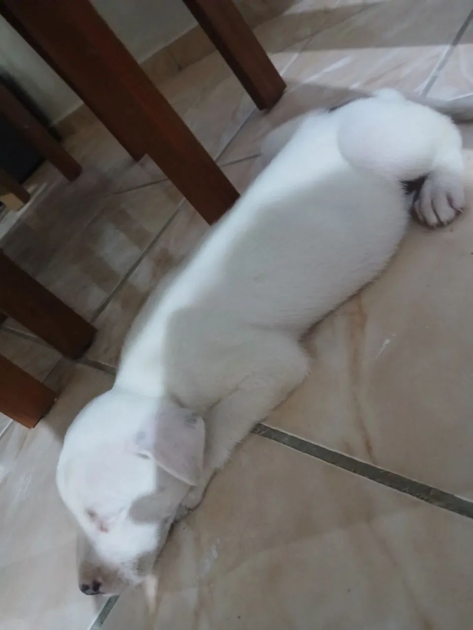 Cachorrinha filhote pra doação