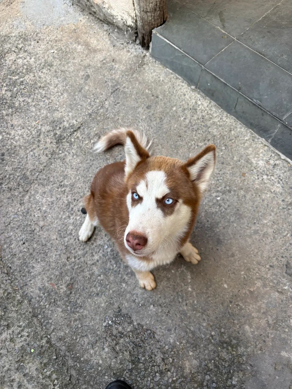 Husk siberiano  - Foto 4