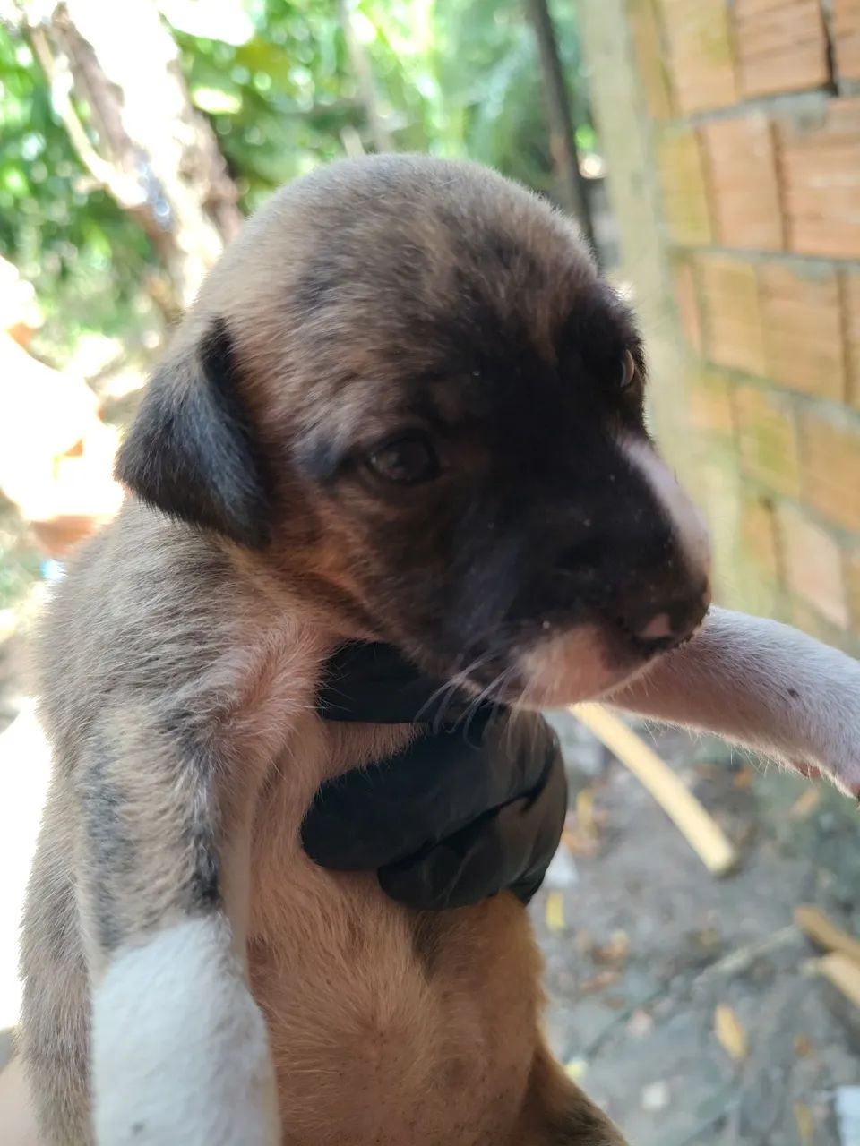 Cachorros - Foto 4