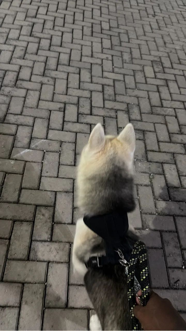 Husky p/ cruzar - Foto 2