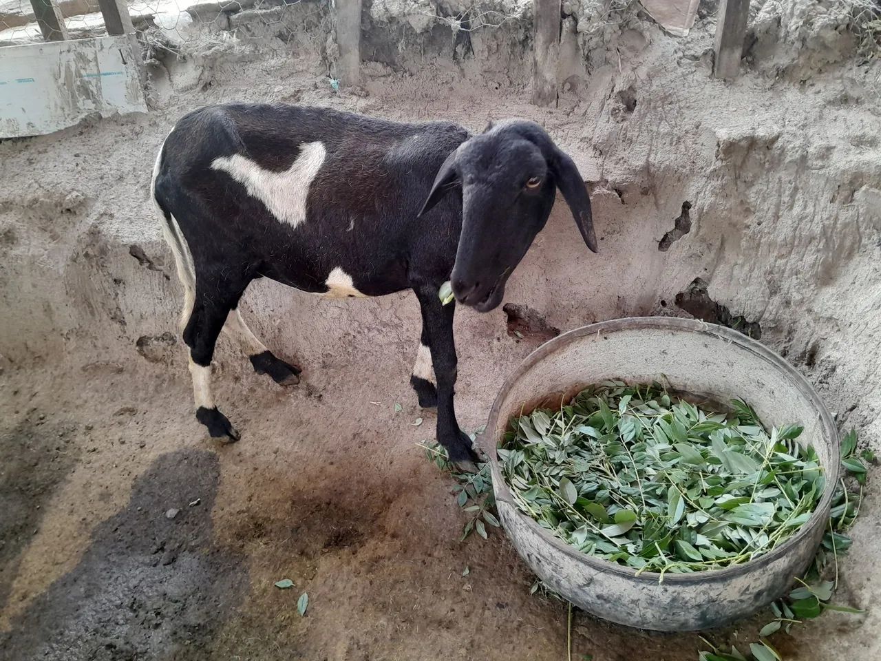 Ovelha parida segunda cria - Foto 2