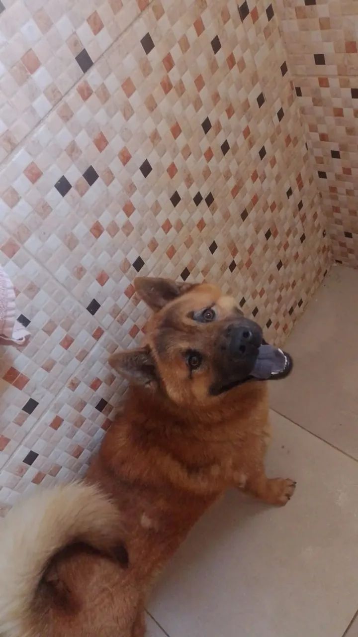 Chow Chow 