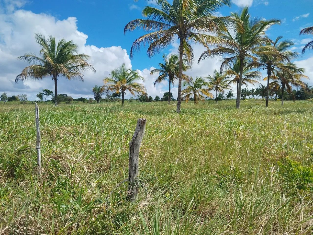 Lote grande  com escritura, sem nenhuma restrição  - Foto 4