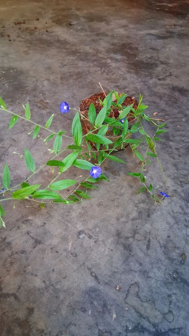 Azulzinha das folhas finas  - Foto 3