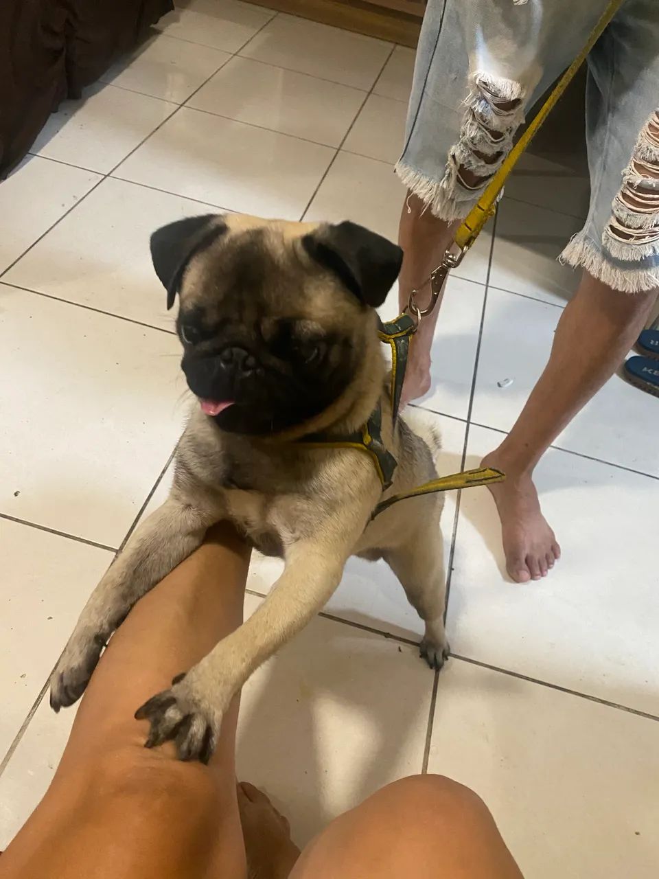 Vendo PUG  - Foto 2